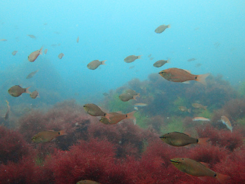 Japan 2015-02.jpg